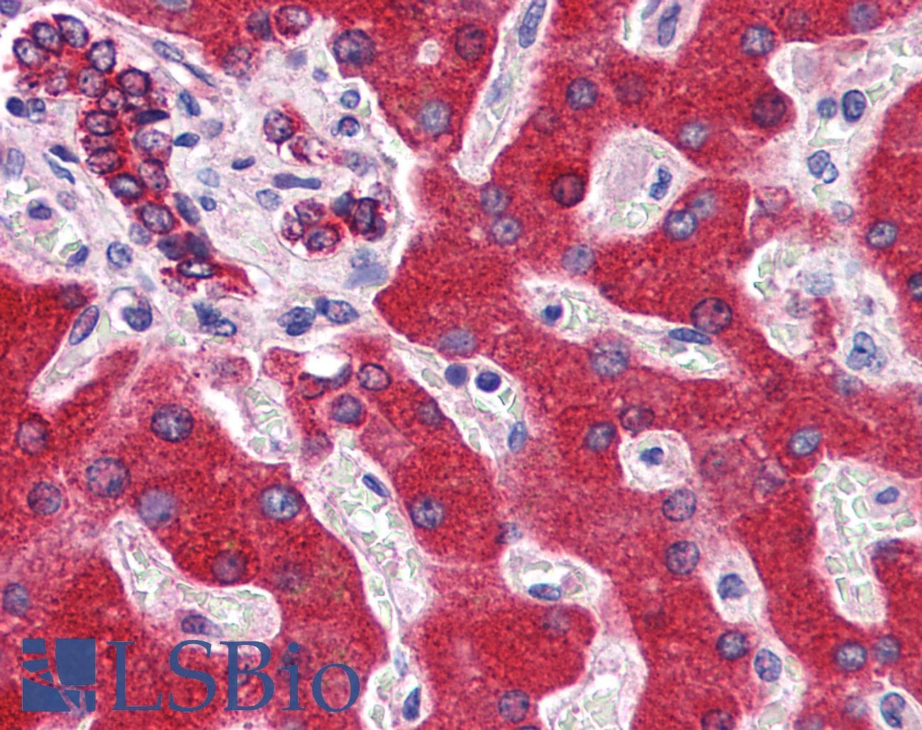 IHC-plus™ Monoclonal Mouse anti-Human CYB5A / Cytochrome b5 Antibody (clone 1A8, IHC, WB)