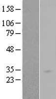 RAB34 Protein (Over-Expression Lysate Myc-DDK (Flag))