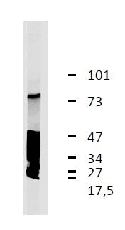 Monoclonal Mouse anti-Human LRRC32 Antibody (clone GARP5, WB)