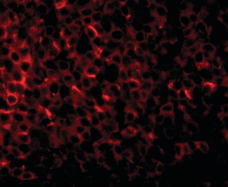 IHC-plus™ Polyclonal Rabbit anti-Human PIGY Antibody (IHC, IF, WB)