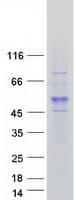 Human CCNB2 / Cyclin B2 Protein (Recombinant Myc-DDK (Flag))