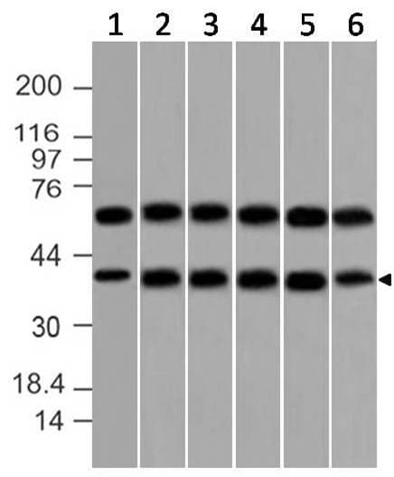 Monoclonal Mouse anti-Human DAP3 Antibody (WB)