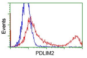 PDLIM2 / SLIM Antibody (clone OTI9A11)