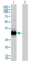 FRG1 Antibody (clone 4A5)