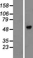 AMIGO3 Protein (Over-Expression Lysate Myc-DDK (Flag))