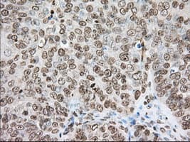 CYP1A2 Antibody (clone OTI8F1)