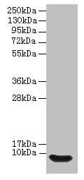 Defb14 / Defensin Beta 14 Antibody (aa23-67)