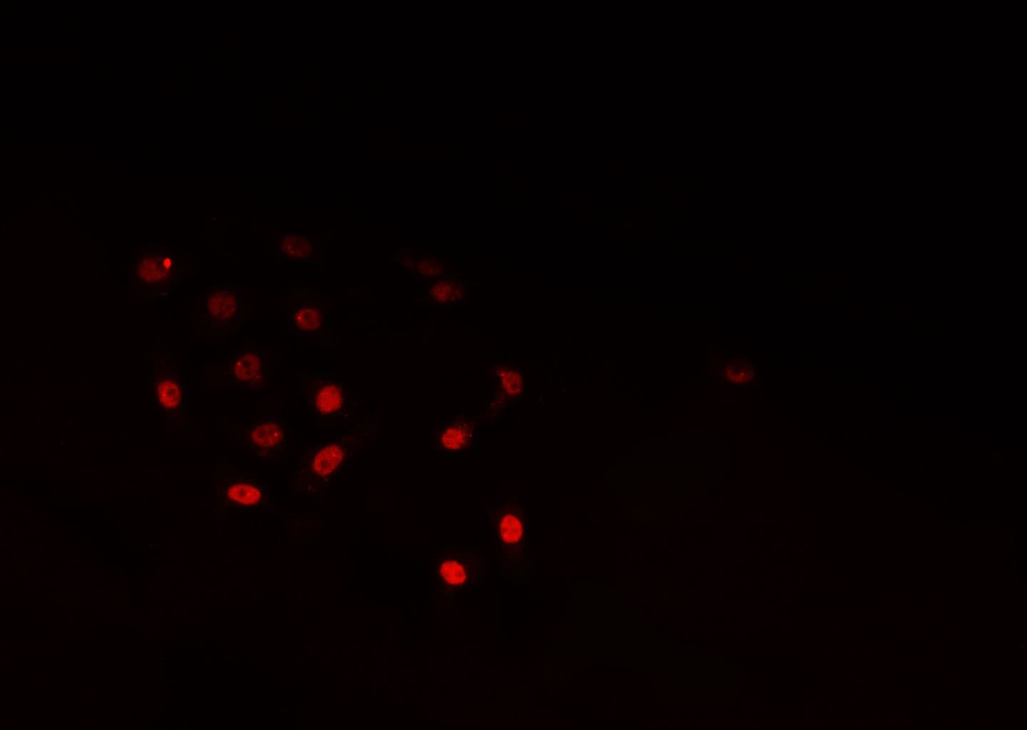 ELAVL1 / HUR Antibody