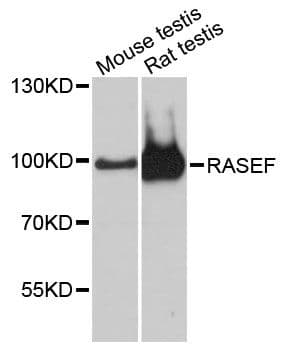 RASEF Antibody