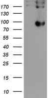 P3H1 / LEPRE1 Antibody (clone OTI1A2)