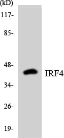 IRF4 Antibody (aa245-294)