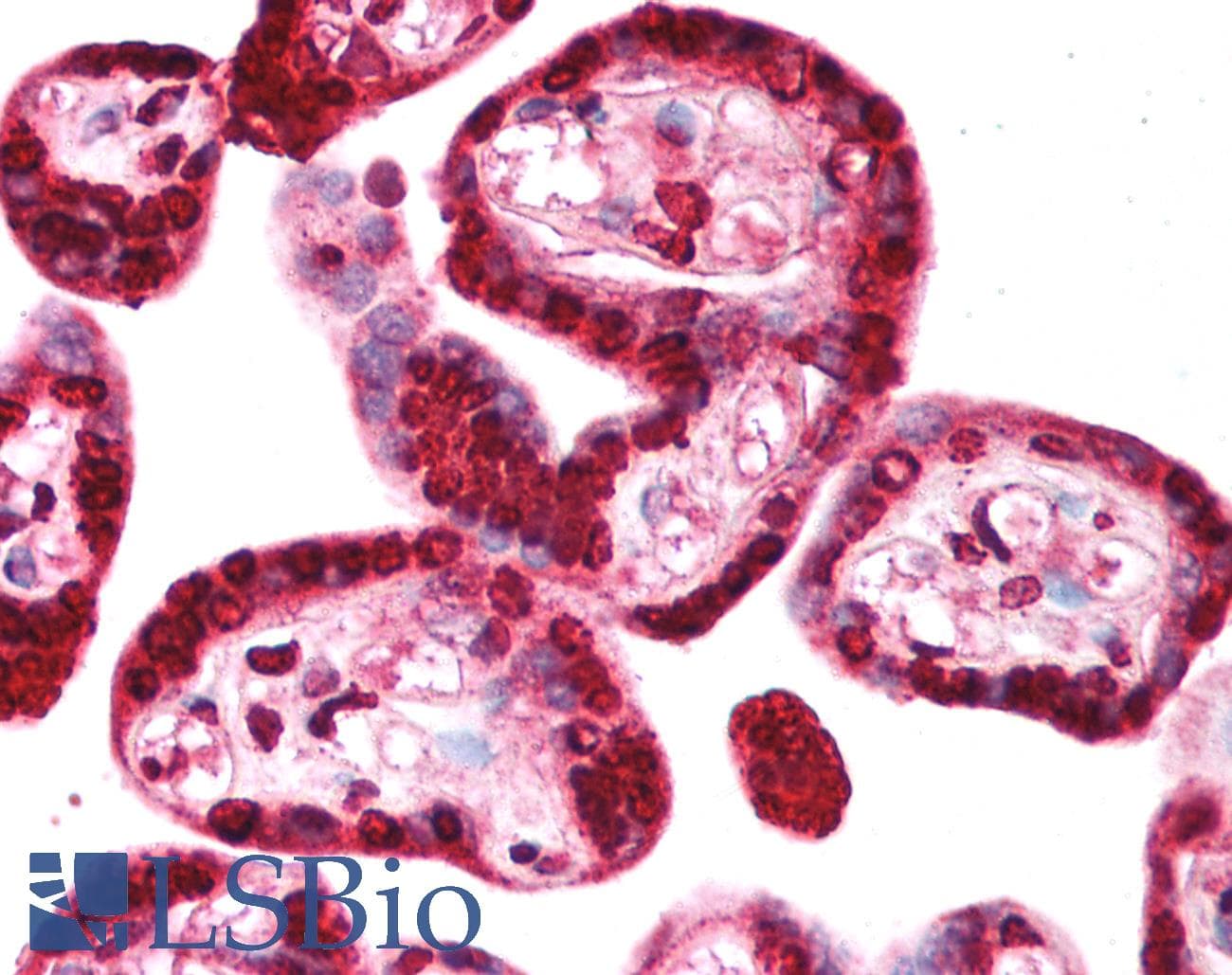 TRIM34 / RNF21 Antibody (aa49-98)