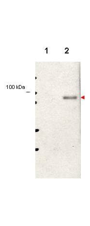 IHC-plus™ STAT5 A+B Antibody (phospho-Tyr694)