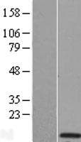 KCTD4 Protein (Over-Expression Lysate Myc-DDK (Flag))