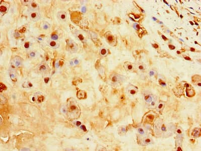 EBI3 / IL-27B Antibody