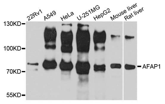Polyclonal Rabbit anti-Human AFAP1 / AFAP Antibody (WB)