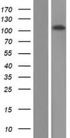 WDR47 Protein (Over-Expression Lysate Myc-DDK (Flag))