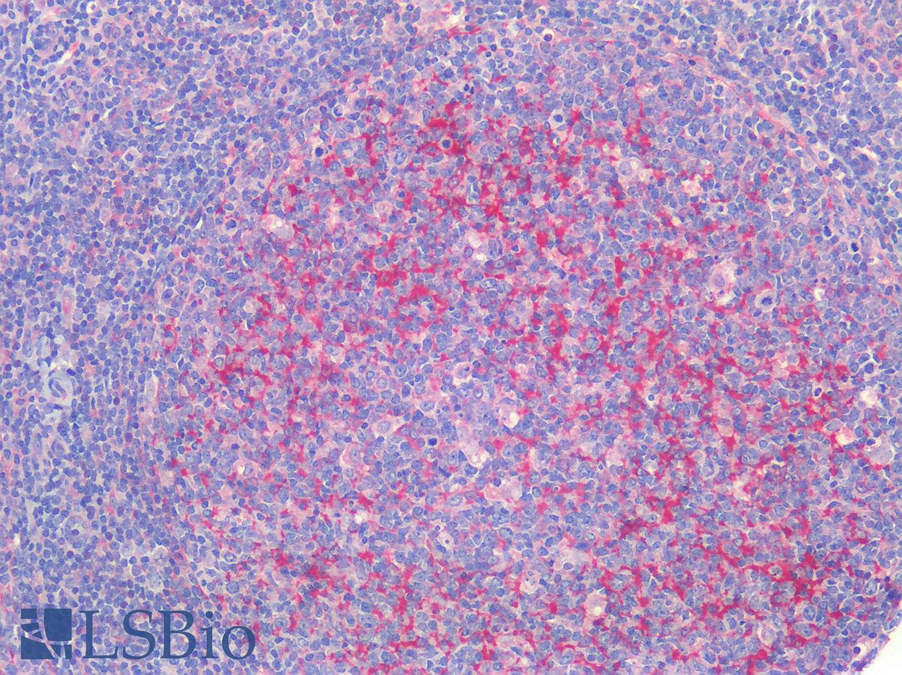 IHC-plus™ CX3CL1 / Fractalkine Antibody