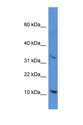 CYCS / Cytochrome c Antibody (aa10-59)