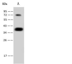 CGREF1 Antibody (clone 001, Preservative Free)