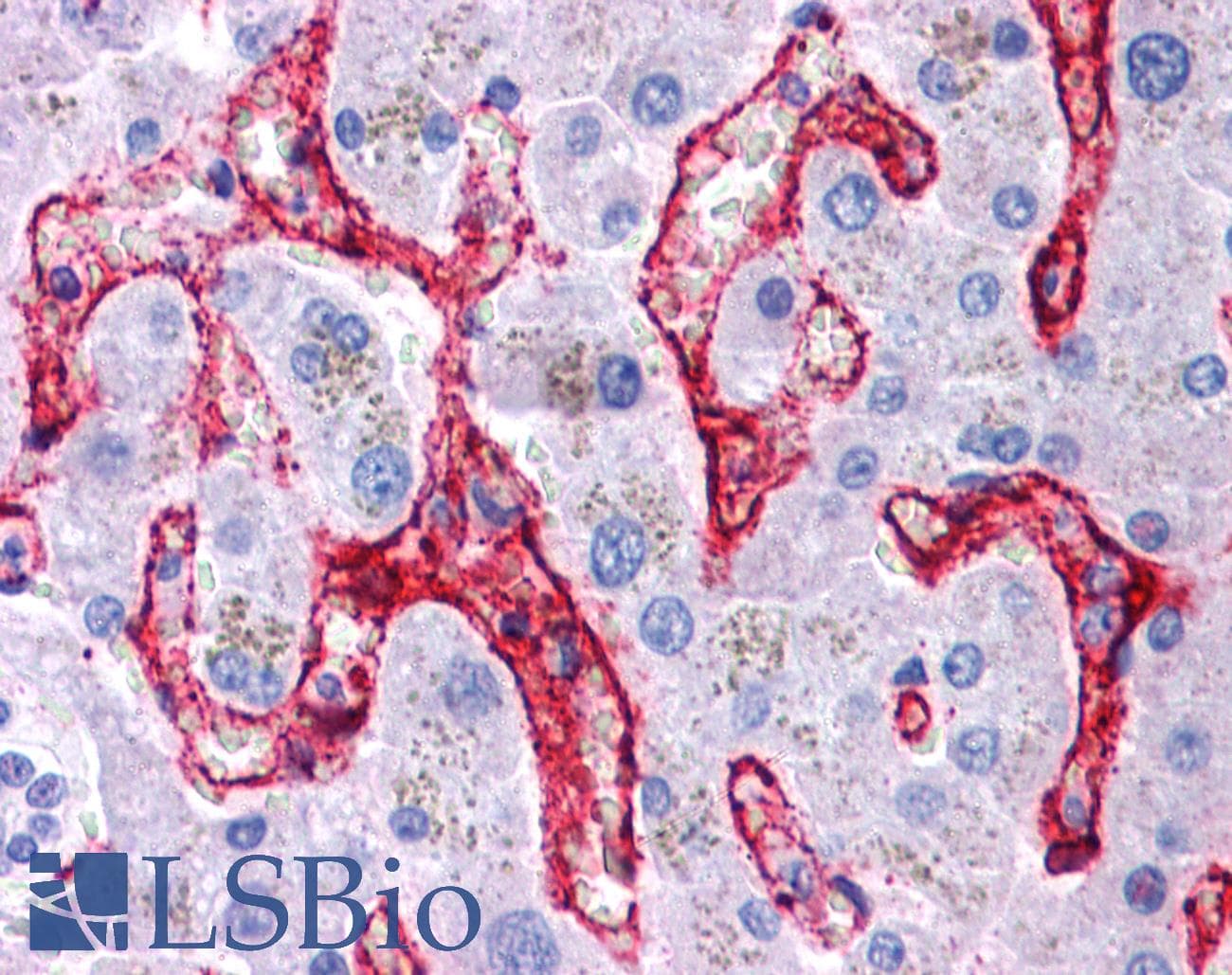 IHC-plus™ CD32B Antibody (aa298-310)