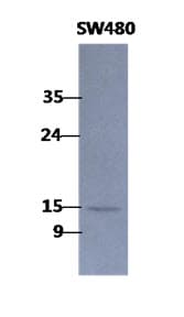 CLP / COTL1 Antibody (clone AT1D6)