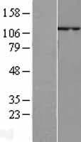 RBL1 / p107 Protein (Over-Expression Lysate Myc-DDK (Flag))