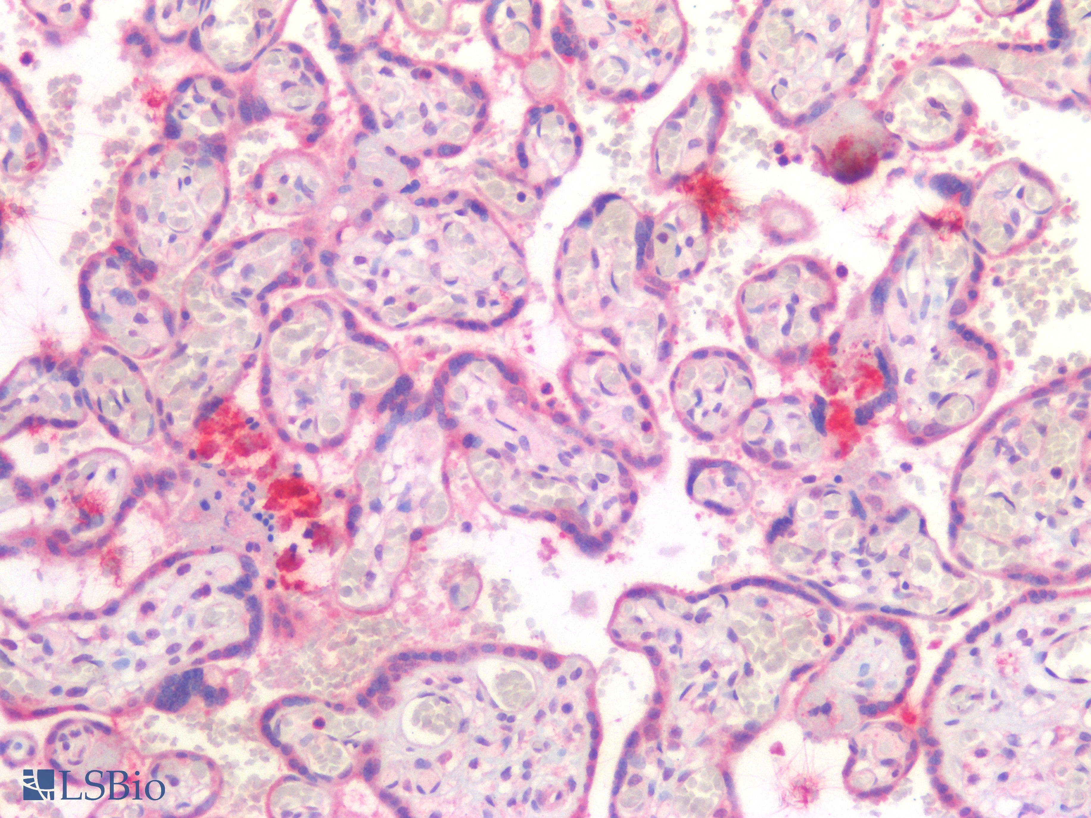 PathPlus™ USP19 Antibody