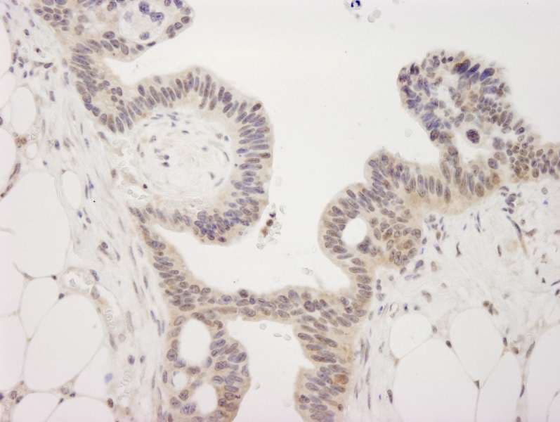 KDM4A / JHDM3A / JMJD2A Antibody (aa350-400)