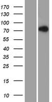 LNX2 Protein (Over-Expression Lysate Myc-DDK (Flag))