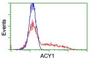ACY1 / Aminoacylase 1 Antibody (clone OTI16C1)