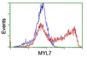 Monoclonal Mouse anti-Human MYL7 Antibody (clone OTI3A8, IHC, WB)