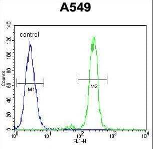 Polyclonal Rabbit anti-Human CEP70 Antibody (aa309-338, IHC, WB)