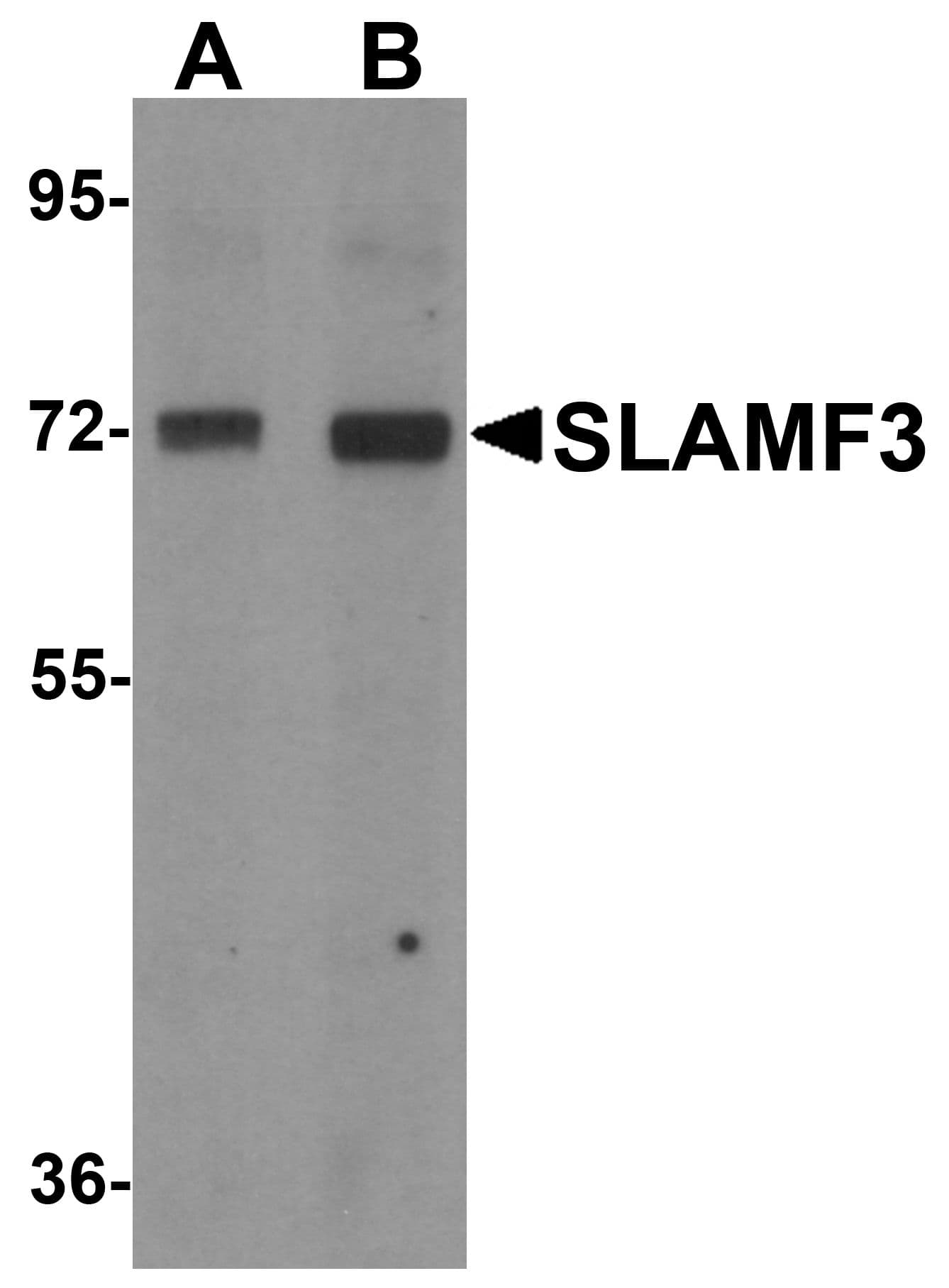 LY9 / CD229 Antibody