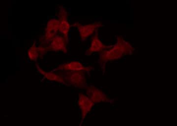 OR10G6 Antibody