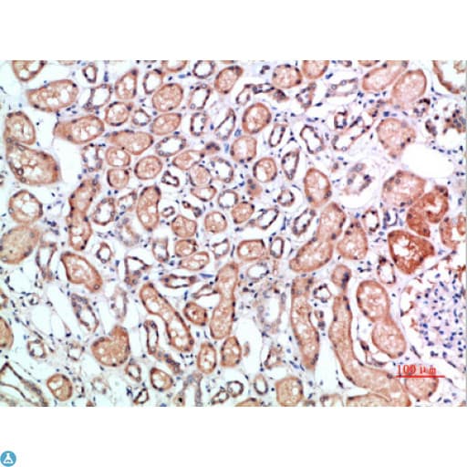 CD1B Antibody