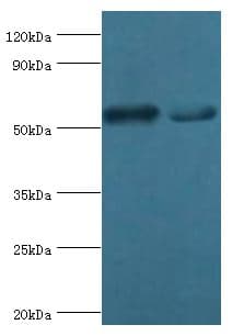 SEPT7 / Septin 7 Antibody (aa308-437)