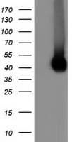 CD80 Antibody (clone OTI1E9)