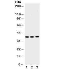 STX1A / Syntaxin 1A Antibody