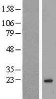 MAFG Protein (Over-Expression Lysate Myc-DDK (Flag))