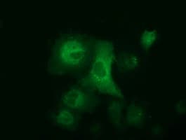 ALDH1L1 Antibody (clone OTI7G6)