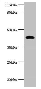 STAC3 Antibody