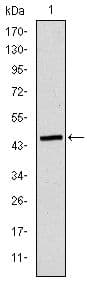Monoclonal Mouse anti-Human APOB / Apolipoprotein B Antibody (clone 6G6, IF, WB)