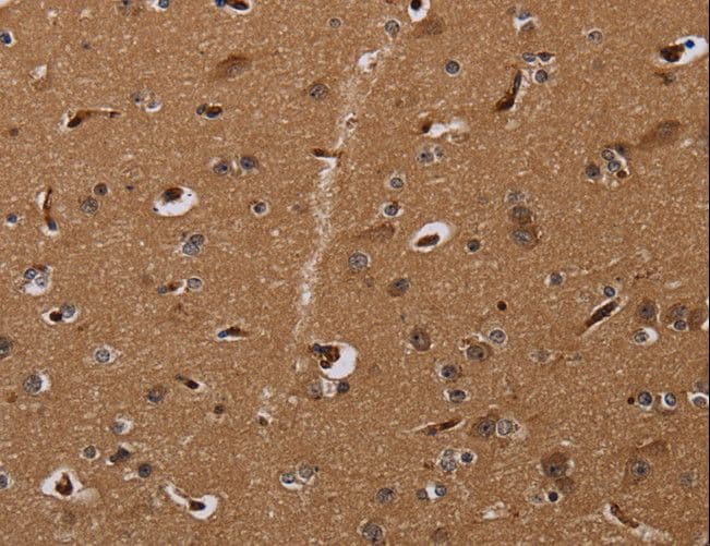 MOB1A Antibody