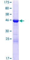 Human HDDC2 Protein (Recombinant GST)