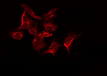 EGFR Antibody (phospho-Ser1026)