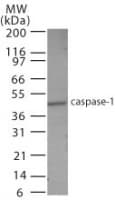 CASP1 / Caspase 1 Antibody (aa31-45)