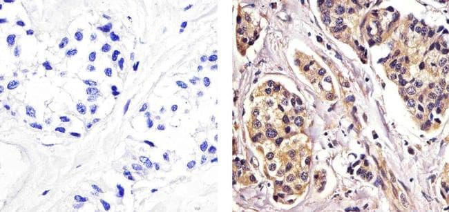 Monoclonal Mouse anti-Human RELB Antibody (clone 17.3, C-Terminus, IF, WB)