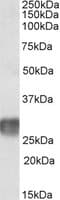 IHC-plus™ LAIR1 / CD305 Antibody (aa69-81)