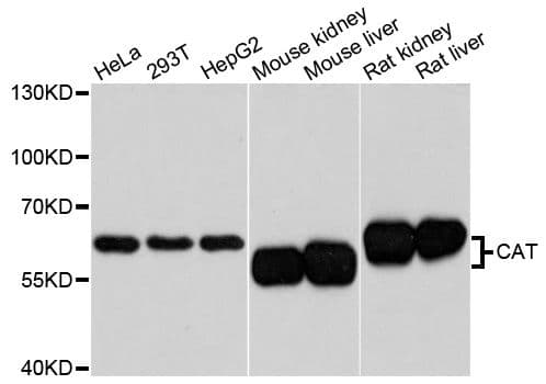 CAT / Catalase Antibody